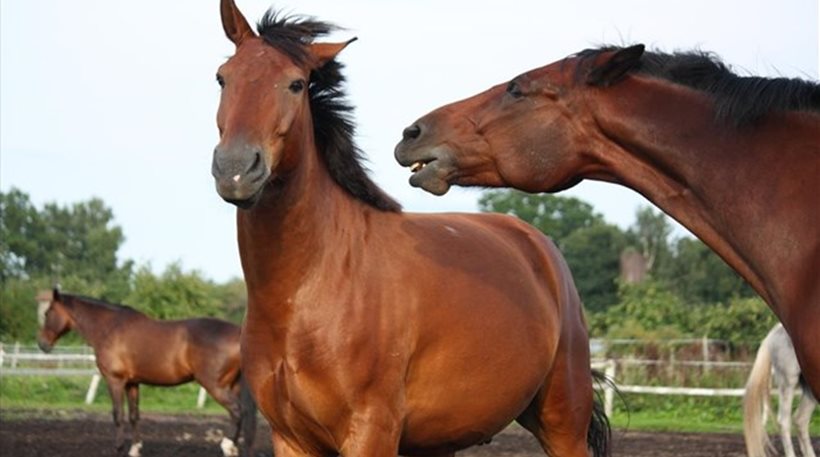 Τα άλογα αναγνωρίζουν τα ανθρώπινα συναισθήματα